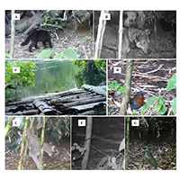 Diversidad y patrones de actividad de mamíferos y aves en el bosque de ribera del Santuario de la Naturaleza Humedales del río Maullín, Chile