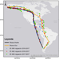 RUTA MIGRATORIA, FENOLOGÍA Y SITIOS DE PARADA DEL ZARAPITO DE PICO RECTO (LIMOSA HAEMASTICA) DURANTE SU CICLO MIGRATORIO (2016-2017) ENTRE CHILOÉ Y ALASKA