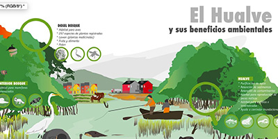 HUALVES Y SUS BENEFICIOS AMBIENTALES EN EL SN HUMEDALES DEL RÍO MAULLÍN