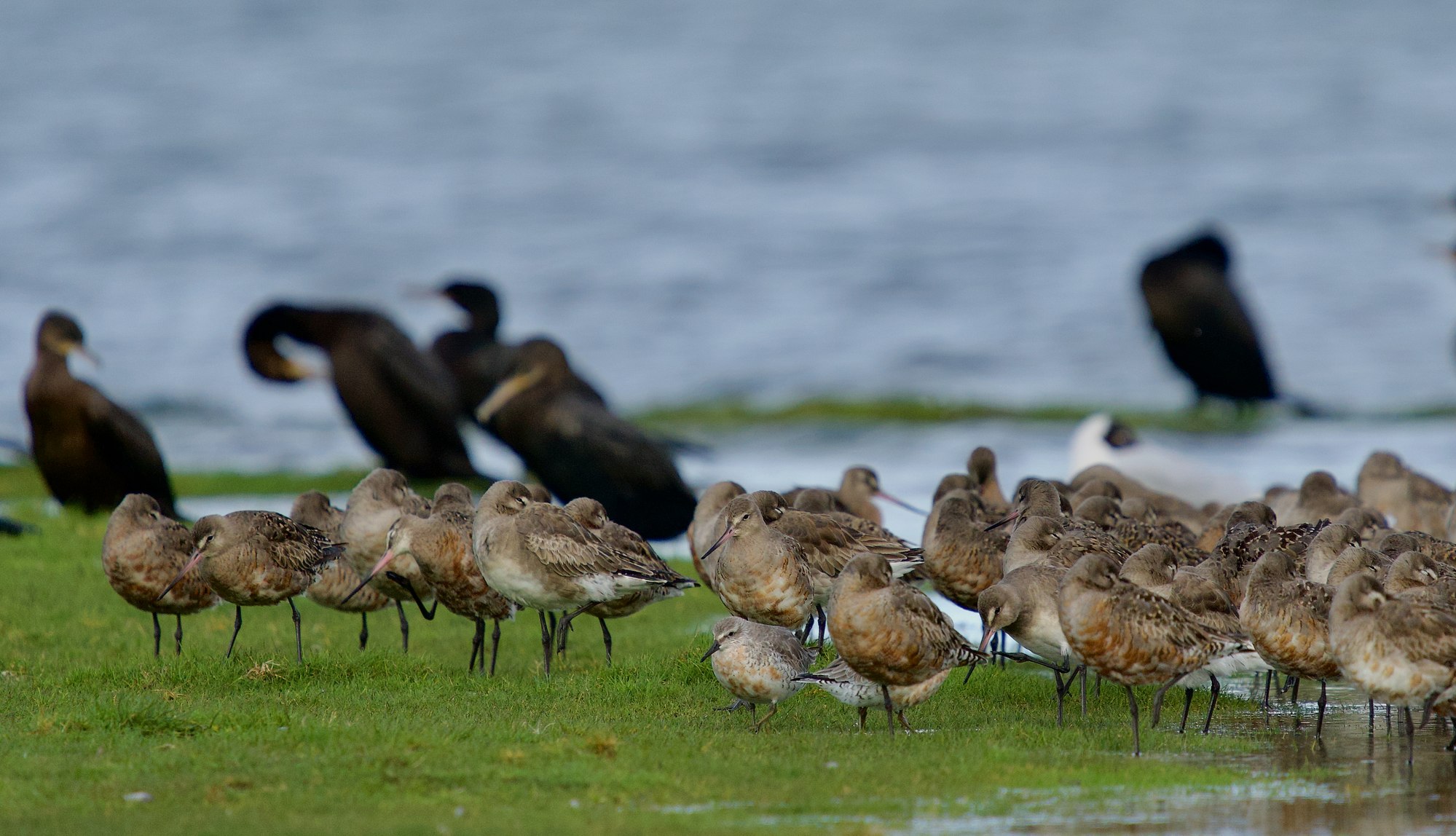 Aves Playeras Migratorias