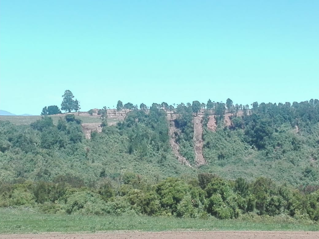 COMUNICADO PÚBLICO; destrucción del bosque nativo de ribera dentro del Sitio Prioritario para la Conservación de la Biodiversidad “Rio Maullín”