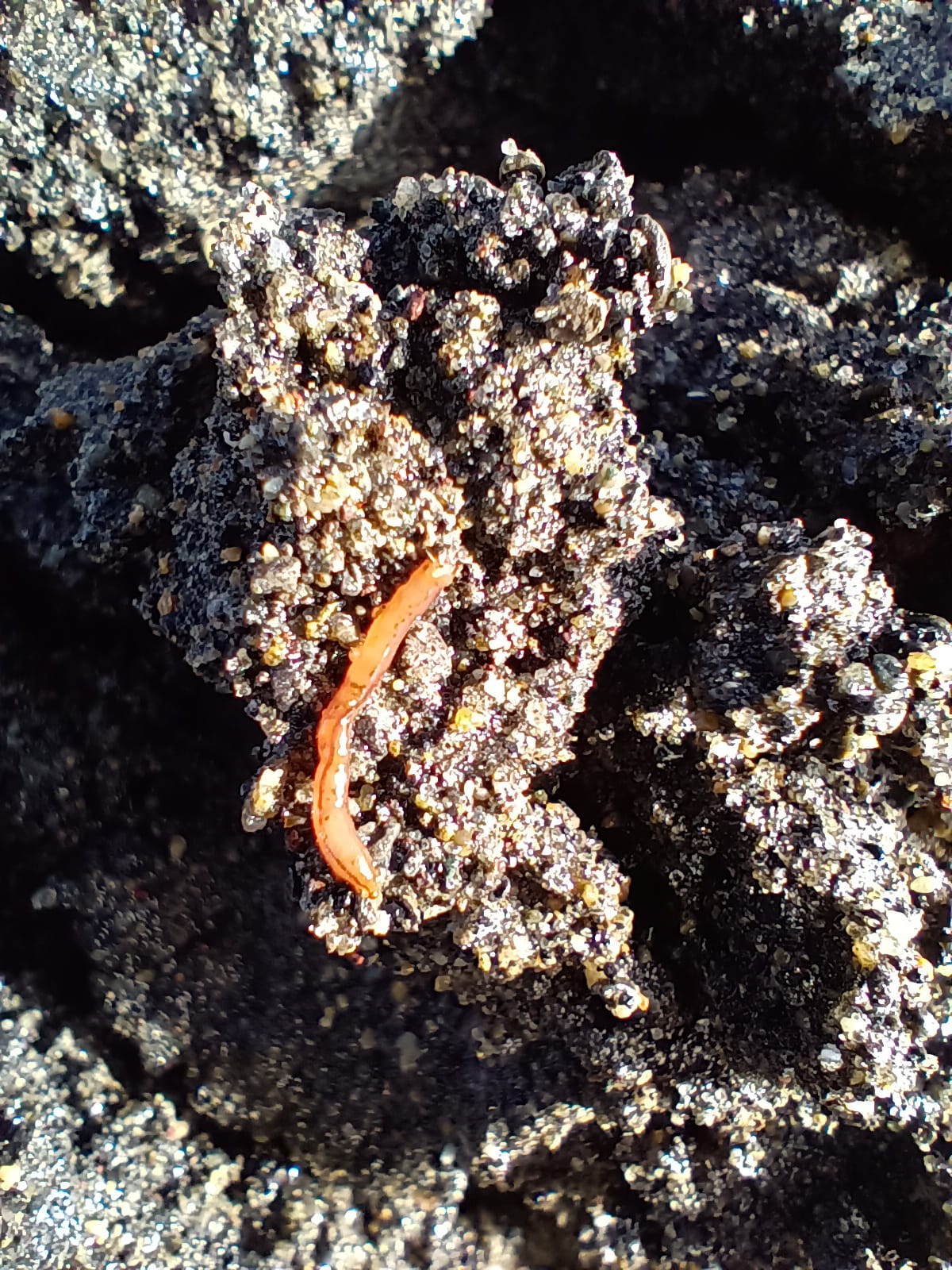 Monitoring confirms the high ecological productivity of the Curaco de Vélez intertidal flats
