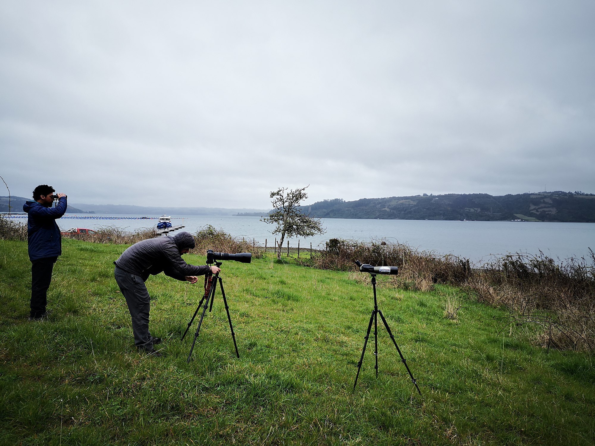 MONITOREO DE AVES EN HUMEDALES DE MAULLÍN Y CHILOÉ