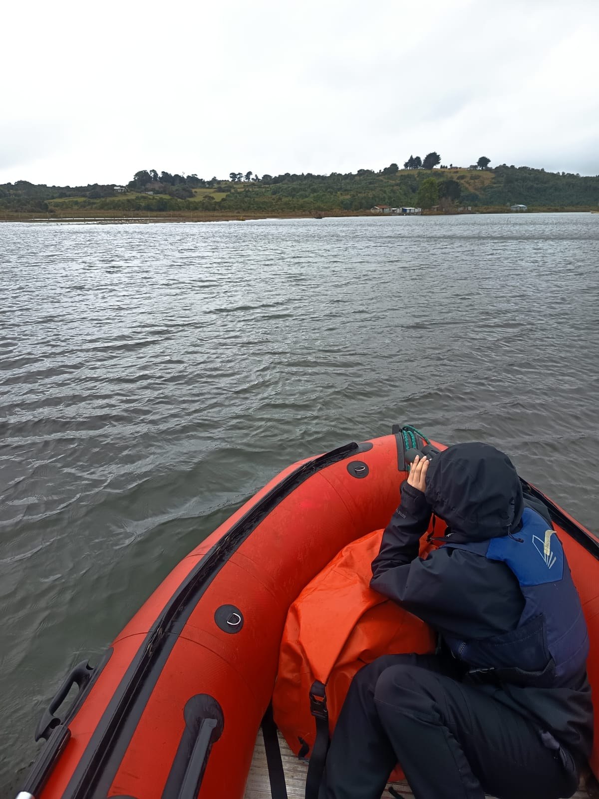 Zarapitón de Invierno 2026 (Winter Godwit Count): a new citizen monitoring day in the wetlands of southern Chile
