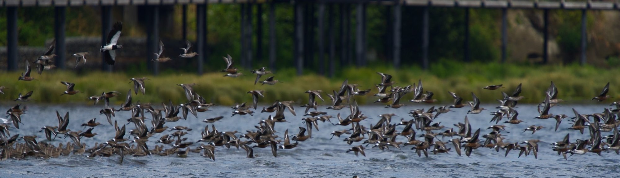 Corredor de Aves Migratorias