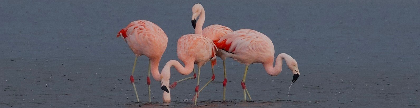 Conservación del Flamenco Chileno