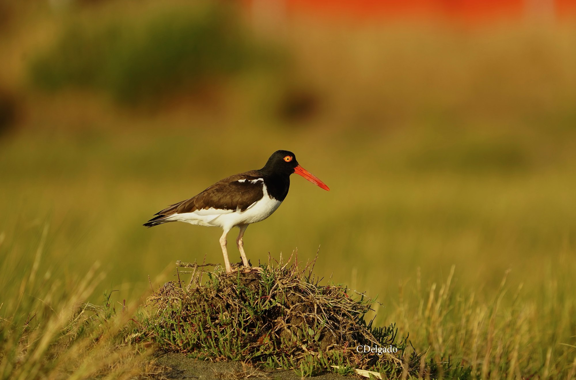 Conservación del Pilpilén
